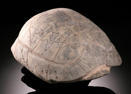 Oligocene Turtle Shell (Badlands) - Testudo thompsoni