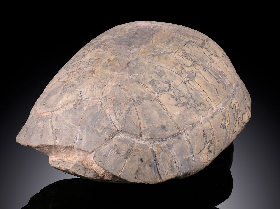 Oligocene Turtle Shell (Badlands) - Testudo thompsoni