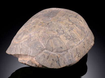 Oligocene Turtle Shell (Badlands) - Testudo thompsoni