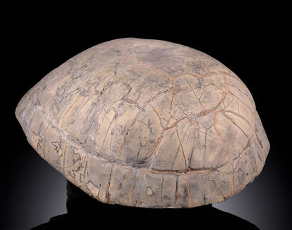 Oligocene Turtle Shell (Badlands) - Testudo thompsoni