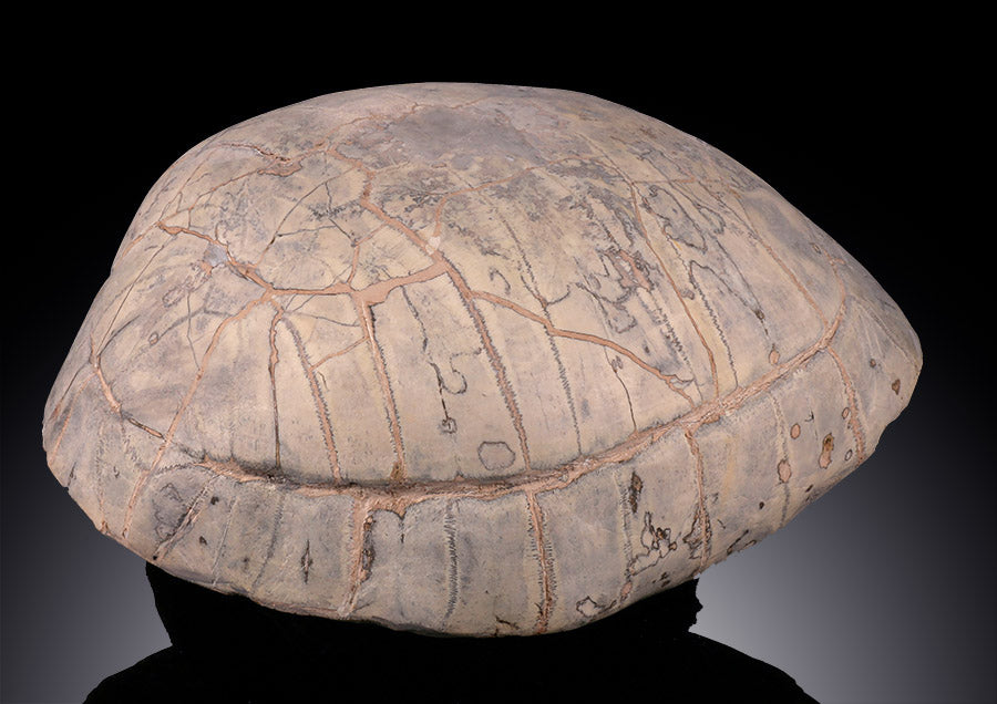 Oligocene Turtle Shell (Badlands) - Testudo thompsoni