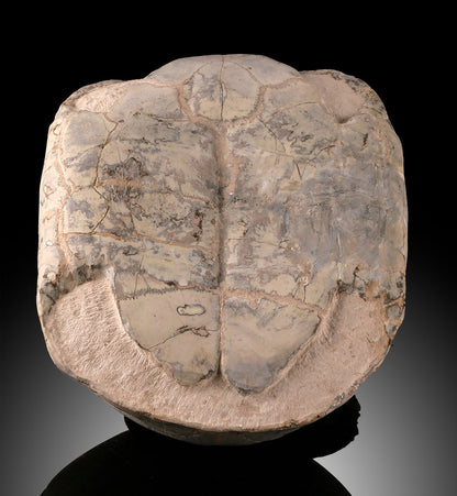 Oligocene Turtle Shell (Badlands) - Testudo thompsoni