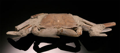 Macrophthalmus Crab Fossil - Madagascar