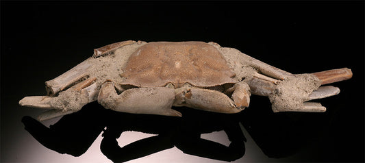 Macrophthalmus Crab Fossil - Madagascar
