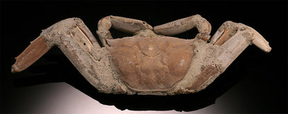 Macrophthalmus Crab Fossil - Madagascar