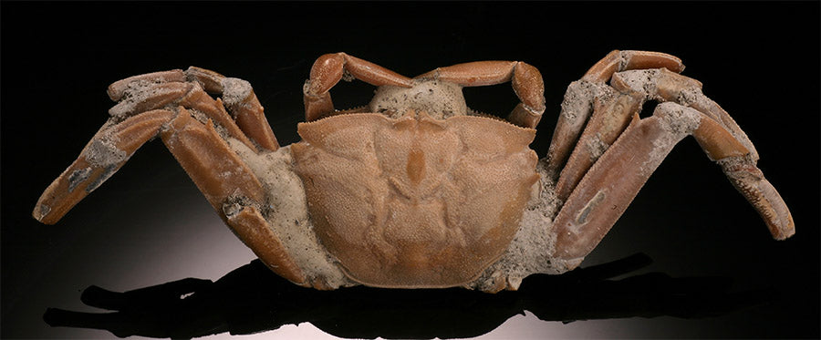 Macrophthalmus Crab Fossil - Madagascar