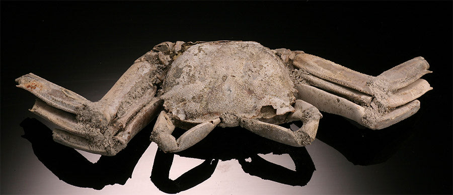 Macrophthalmus Crab Fossil