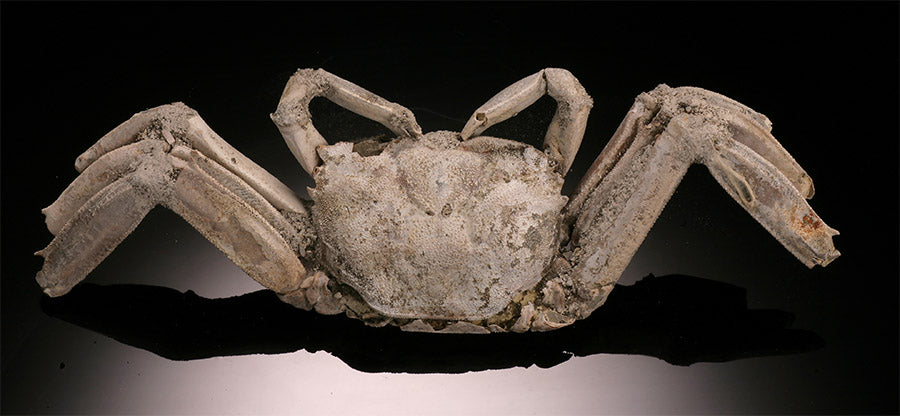 Macrophthalmus Crab Fossil