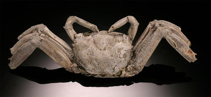 Macrophthalmus Crab Fossil