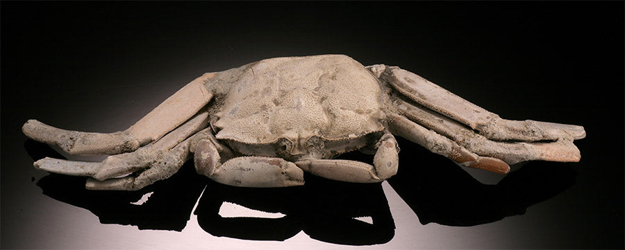 5" Macrophthalmus Crab Fossil