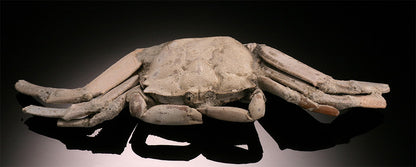 5" Macrophthalmus Crab Fossil