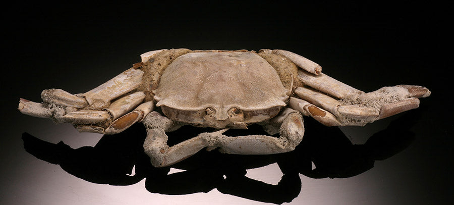 4-1/2" Macrophthalmus Crab Fossil - Madagascar