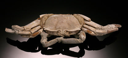 4-1/2" Macrophthalmus Crab Fossil - Madagascar