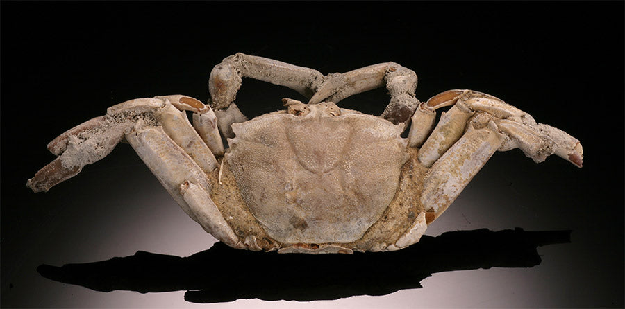 4-1/2" Macrophthalmus Crab Fossil - Madagascar