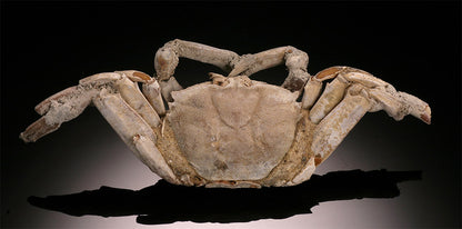 4-1/2" Macrophthalmus Crab Fossil - Madagascar