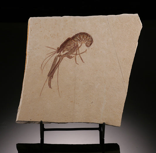 Fossil Lobster - Mecochirus longimanus (w/ stand)