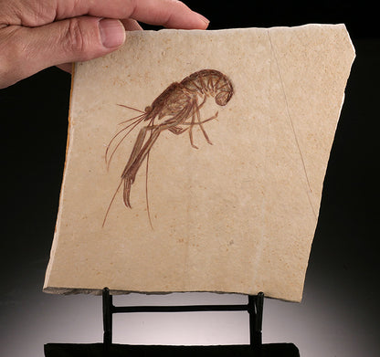 Fossil Lobster - Mecochirus longimanus (w/ stand)