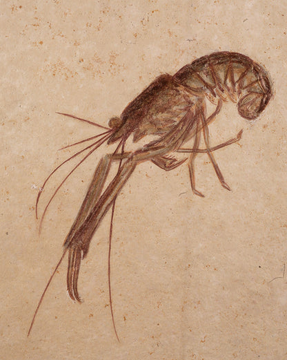 Fossil Lobster - Mecochirus longimanus (w/ stand)