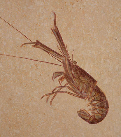 Mecochirus Lobster - Solnhofen (w/ stand)