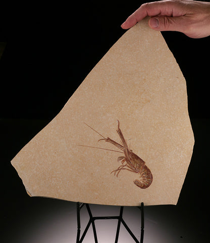 Mecochirus Lobster - Solnhofen (w/ stand)