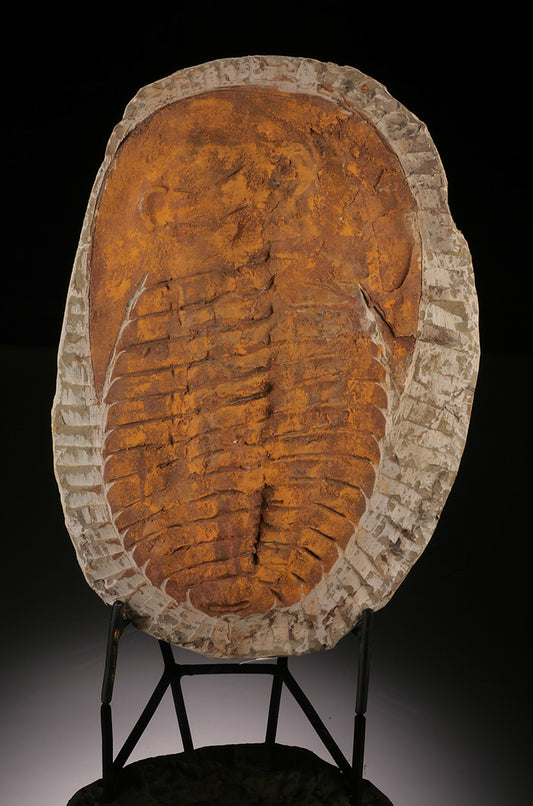 Cambropallas Trilobite Fossil (with stand)