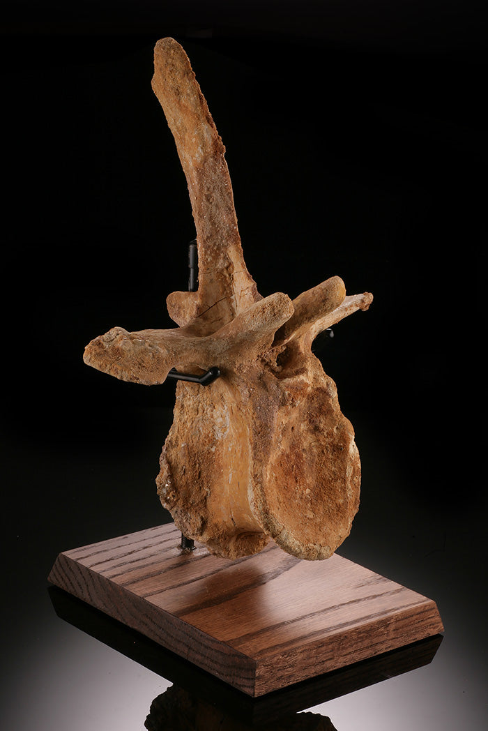 Spinosaurus Cervical Vertebra