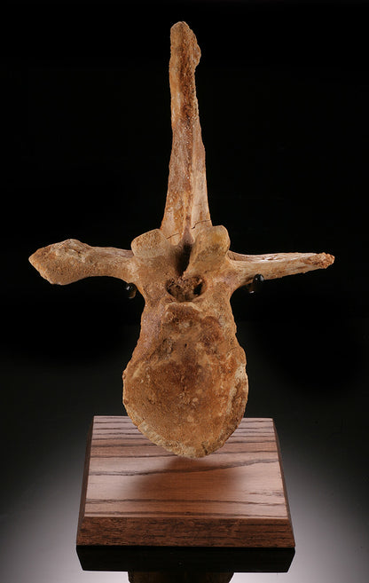 Spinosaurus Cervical Vertebra