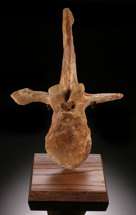 Spinosaurus Cervical Vertebra