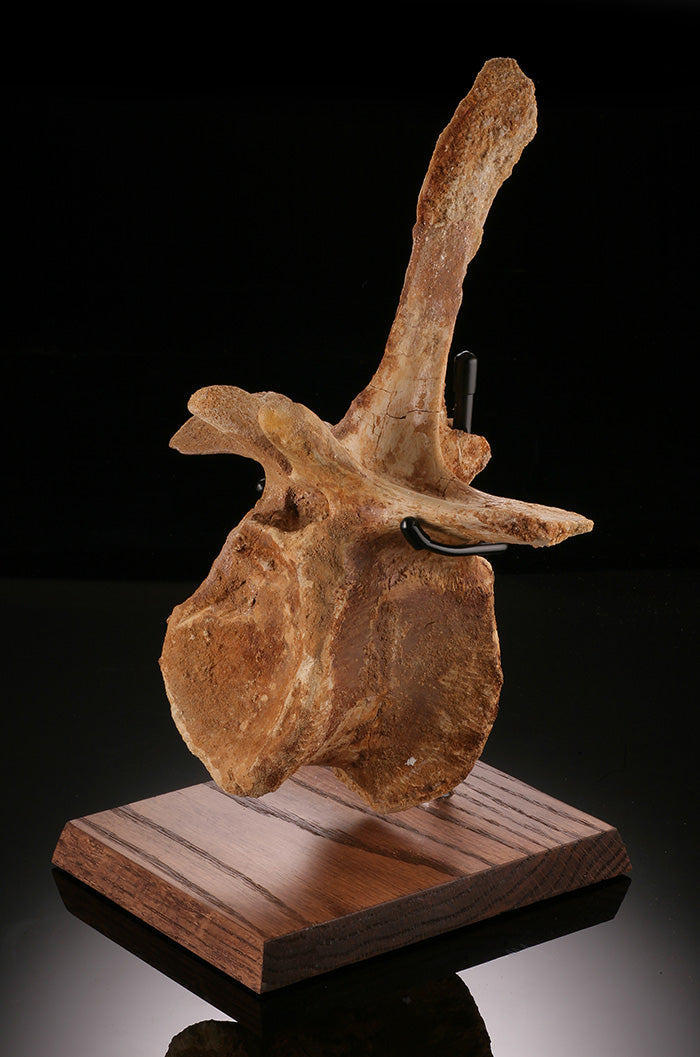 Spinosaurus Cervical Vertebra