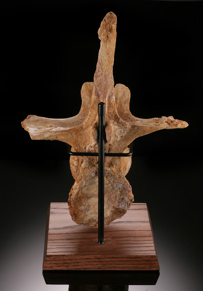 Spinosaurus Cervical Vertebra