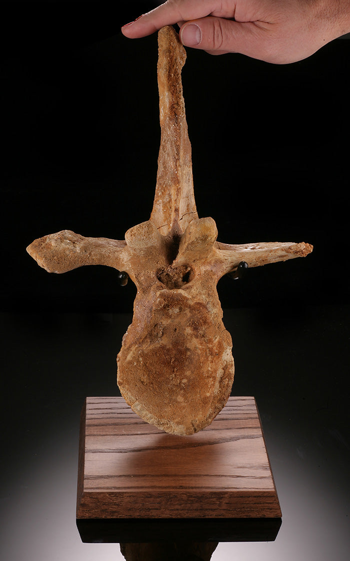 Spinosaurus Cervical Vertebra