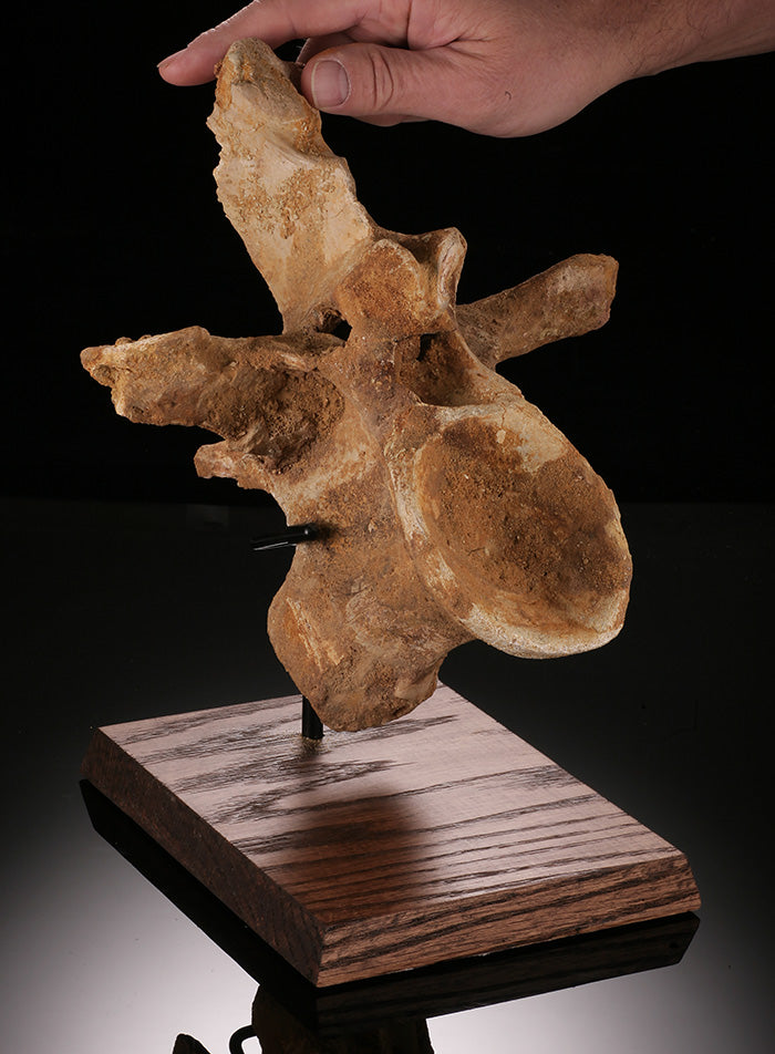 Spinosaurus Cervical Vertebra