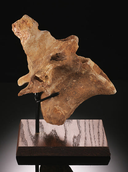 Spinosaurus Cervical Vertebra