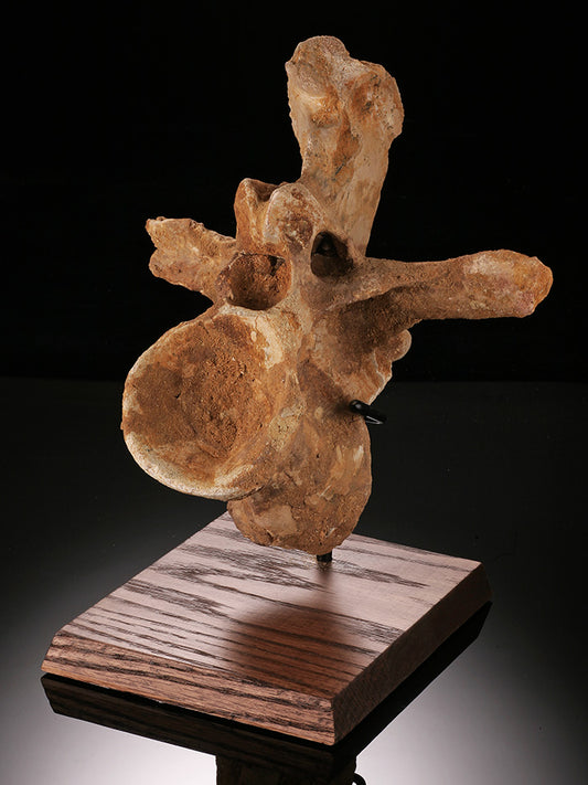 Spinosaurus Cervical Vertebra