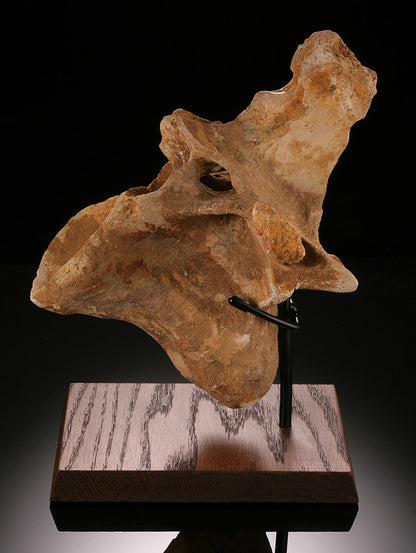 Spinosaurus Cervical Vertebra