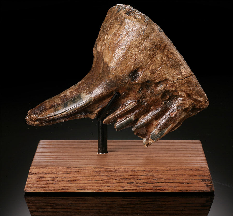 Mammuthus primigenius Tooth (w/ stand)