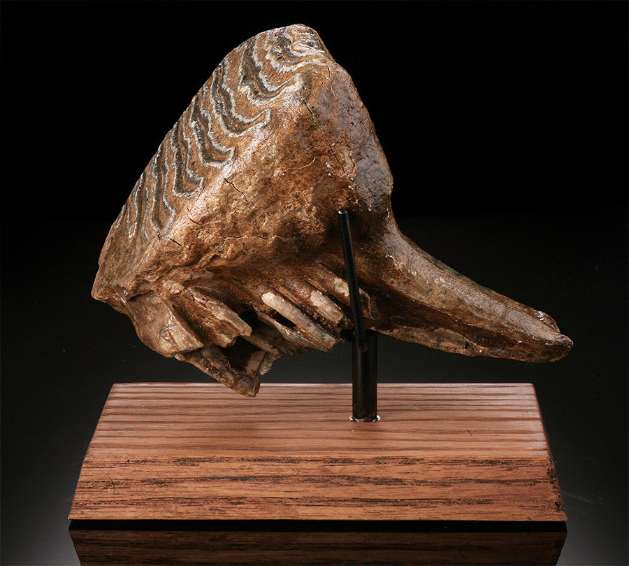 Mammuthus primigenius Tooth (w/ stand)