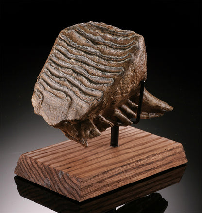 Mammuthus primigenius Tooth (w/ stand)