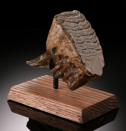 Mammuthus primigenius Tooth (w/ stand)