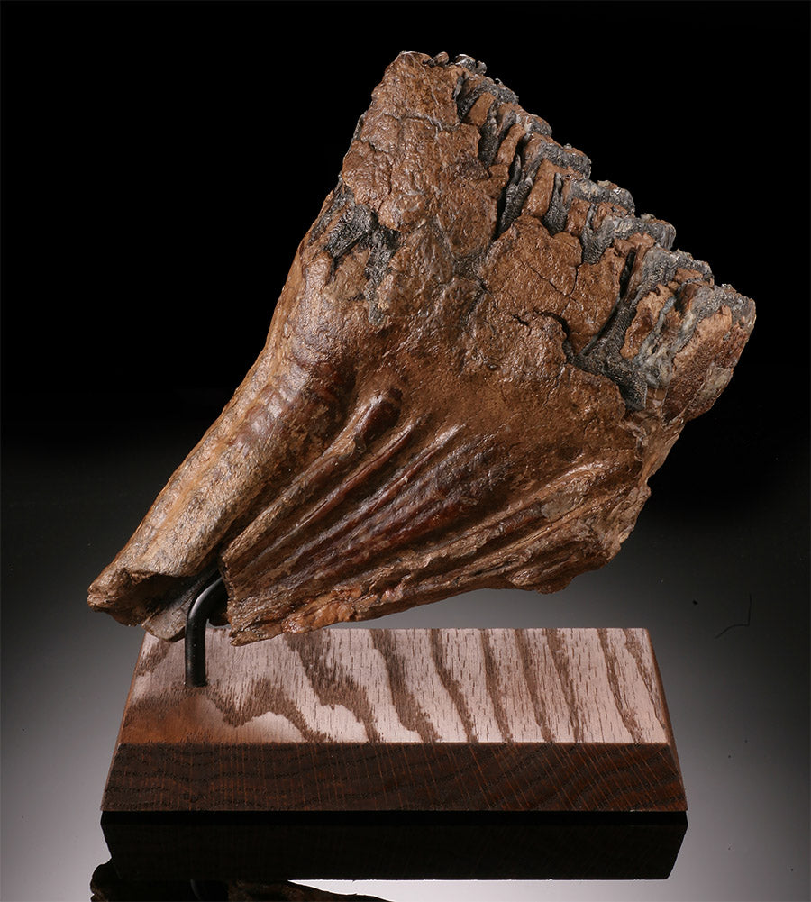 Woolly Mammoth Molar w/ Stand