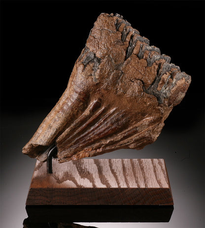 Woolly Mammoth Molar w/ Stand