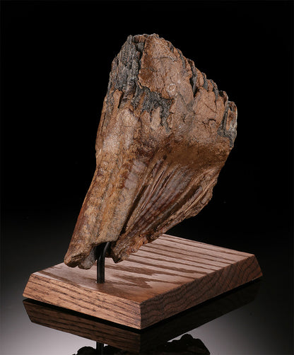 Woolly Mammoth Molar w/ Stand