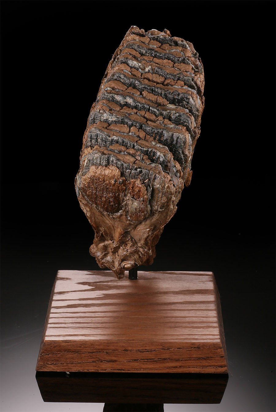 Woolly Mammoth Molar w/ Stand