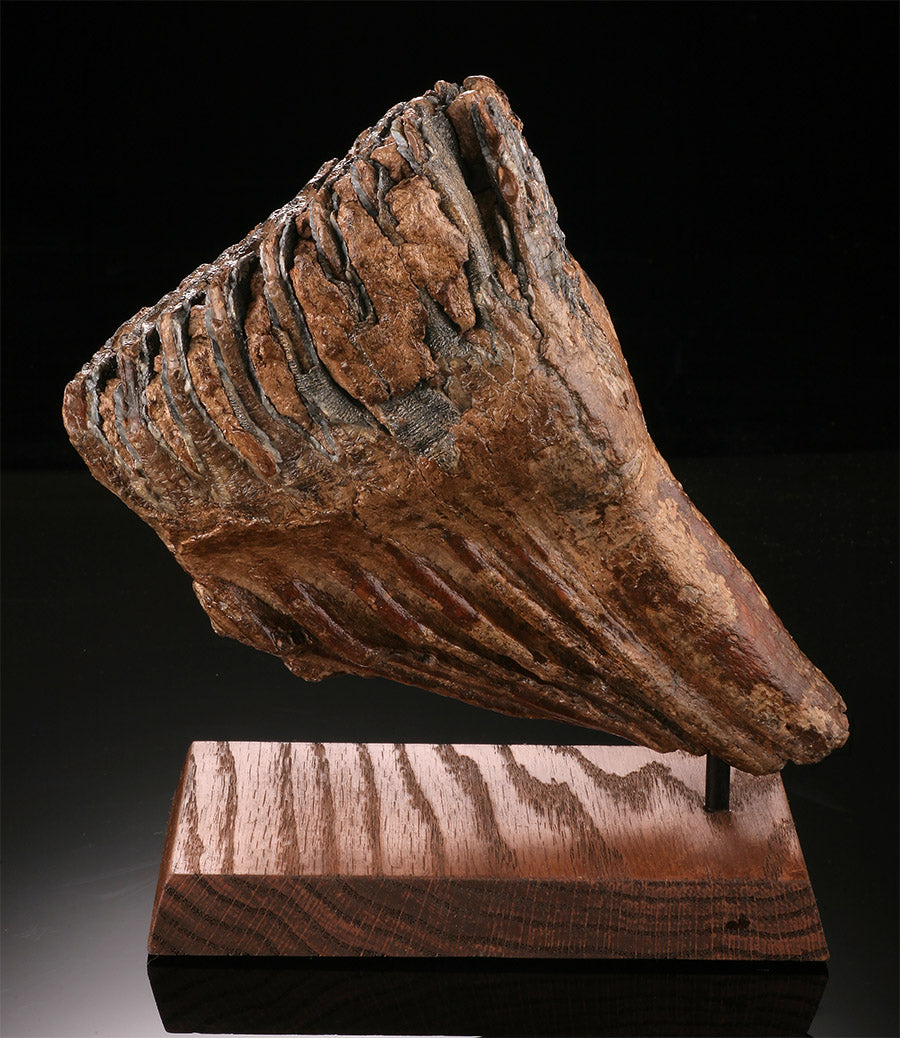 Woolly Mammoth Molar w/ Stand