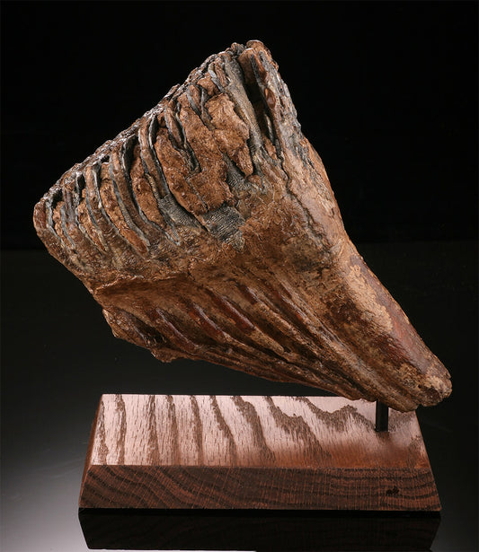 Woolly Mammoth Molar w/ Stand