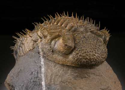 Trilobite w/ Quartz Inclusion