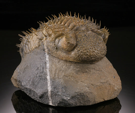Trilobite w/ Quartz Inclusion