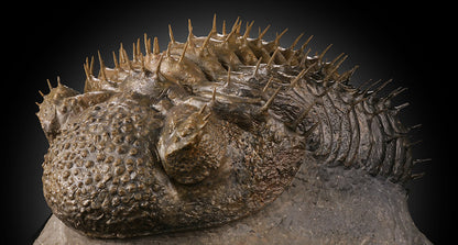 Trilobite w/ Quartz Inclusion