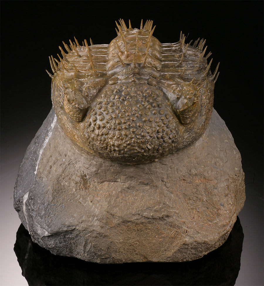 Trilobite w/ Quartz Inclusion