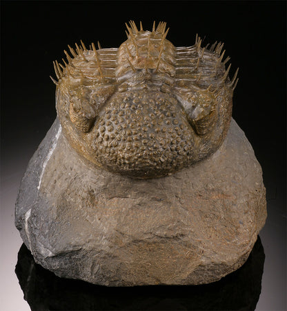 Trilobite w/ Quartz Inclusion
